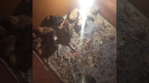 Вывод цыплят в инкубаторе несушка механический от начала до конца .Личный опыт