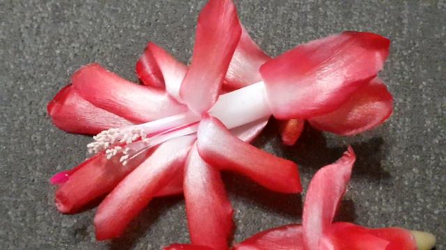 шлюмбергера THOR CARMEN смотреть онлайн