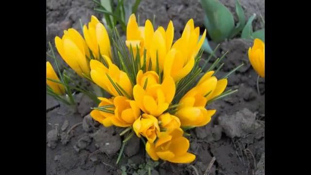 Ф Шопен Весенний вальс Ричард Клайдерман смотреть онлайн