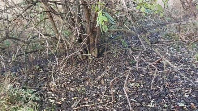 Ловля певчих птиц. Реполовы тайником и всякие звери сеткой. смотреть онлайн