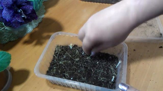 Глоксинии первогодки.Как спят клубни глоксиний. смотреть онлайн