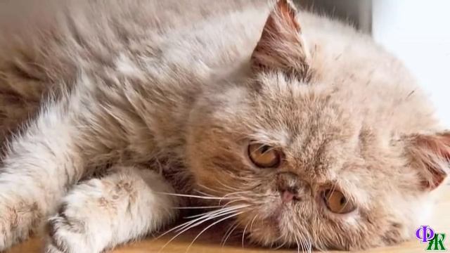 «Помогите! У меня кошка умирает. Ее порвали собаки и надо к врачу» - сказала девушка сквозь слёзы смотреть онлайн