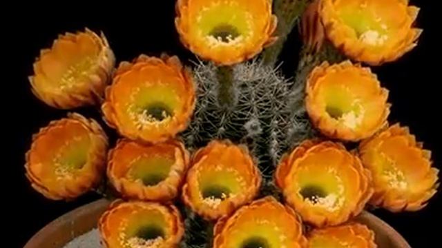 Как кактусы цветут смотреть онлайн