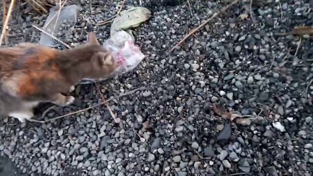 Старое. Прошлая зима, кормление бездомных животных смотреть онлайн