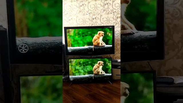 Kivi 32hk30g vs Samsung B651 видео 4к с ютуба смотреть онлайн