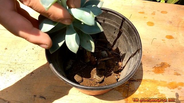 ¿Como Reproducir A La Planta Planta Fantasma?  