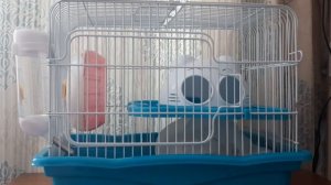 Почему хомяк грызёт клетку??? |   Хомкины будни?