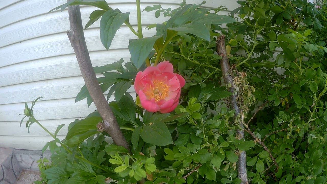 flower смотреть онлайн