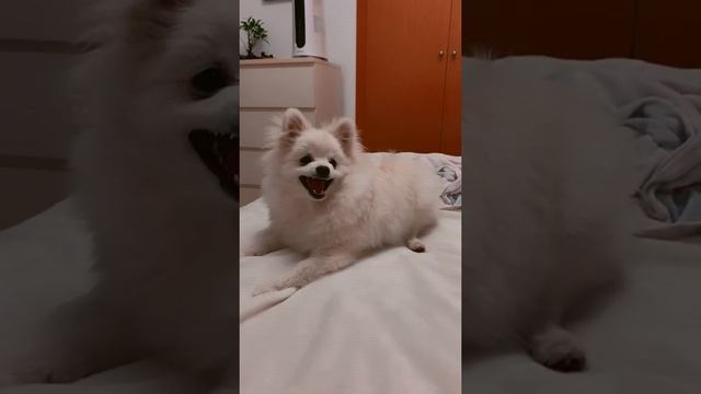 Шпиц.Линька .Как меняется шерсть с 2 месяцев до 1,5 года .Смена шерсти #линька #шпиц смотреть онлайн