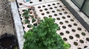 УЗВ в работе. Осётр+клубника.