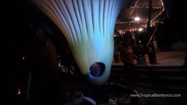 Amorphophallus titanum Hand-Pollination смотреть онлайн