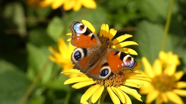 Звуки природы~ Пение птиц~ Звуки Леса~ Для релаксации и сна смотреть онлайн