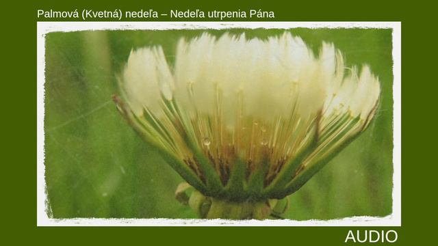Pokora... (POŽEHNANIE PRE TEBA - Palmová (Kvetná) nedeľa – Nedeľa utrpenia Pána, 24.3.2024) смотреть онлайн