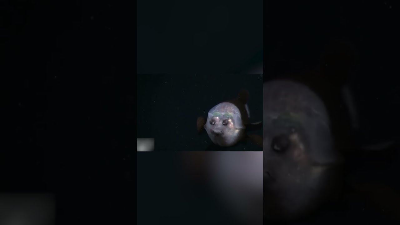 Рыба с 4 глазами смотреть онлайн