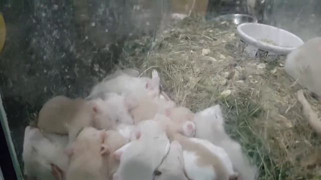 Что такое много детей... смотреть онлайн