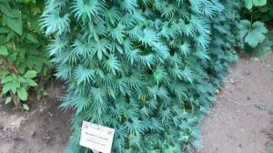 Некриминальная ипомея - квамоклит