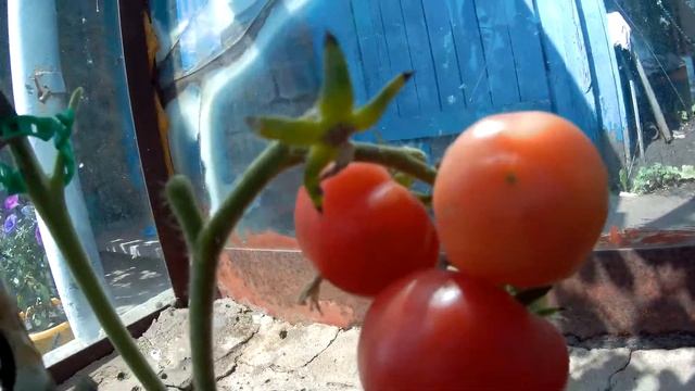 Томат F1 Картули Вардеспери. 2021 Томаты в теплице. смотреть онлайн