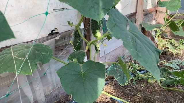 Кто съел огурцы в парнике?! смотреть онлайн