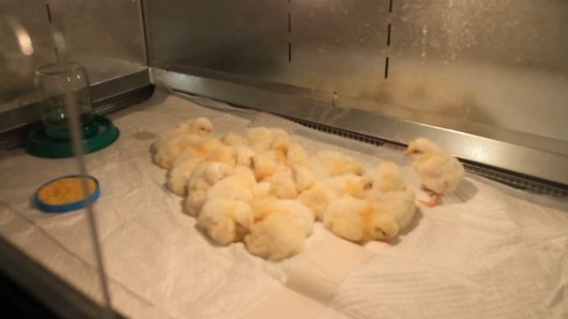 РАСТИМ ЦЫПЛЯТ В БРУДЕРЕ ПОШАГОВАЯ ИНСТРУКЦИЯ .