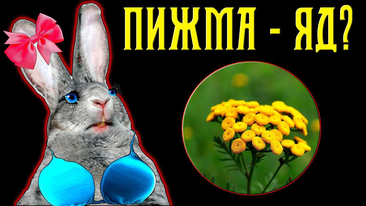 Пижма для кроликов / Аборты, польза, яд... смотреть онлайн