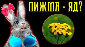 Пижма для кроликов / Аборты, польза, яд...