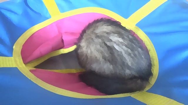 Хорек играет!!! Хорьки смешные видео!!! Хорек приколы!!! Хорек!!! Хорек бесится!!! Хорек видео!!! смотреть онлайн