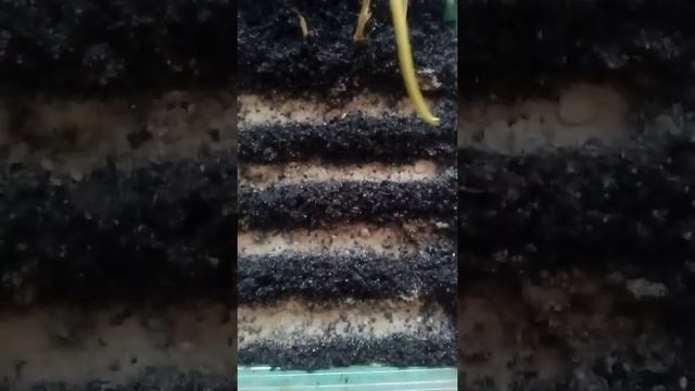 Своя зелень на подоконнике -сеем лук батун смотреть онлайн