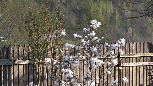2018 04 ziua 13 Magnolia alba la Izvor, Malaia, VL смотреть онлайн