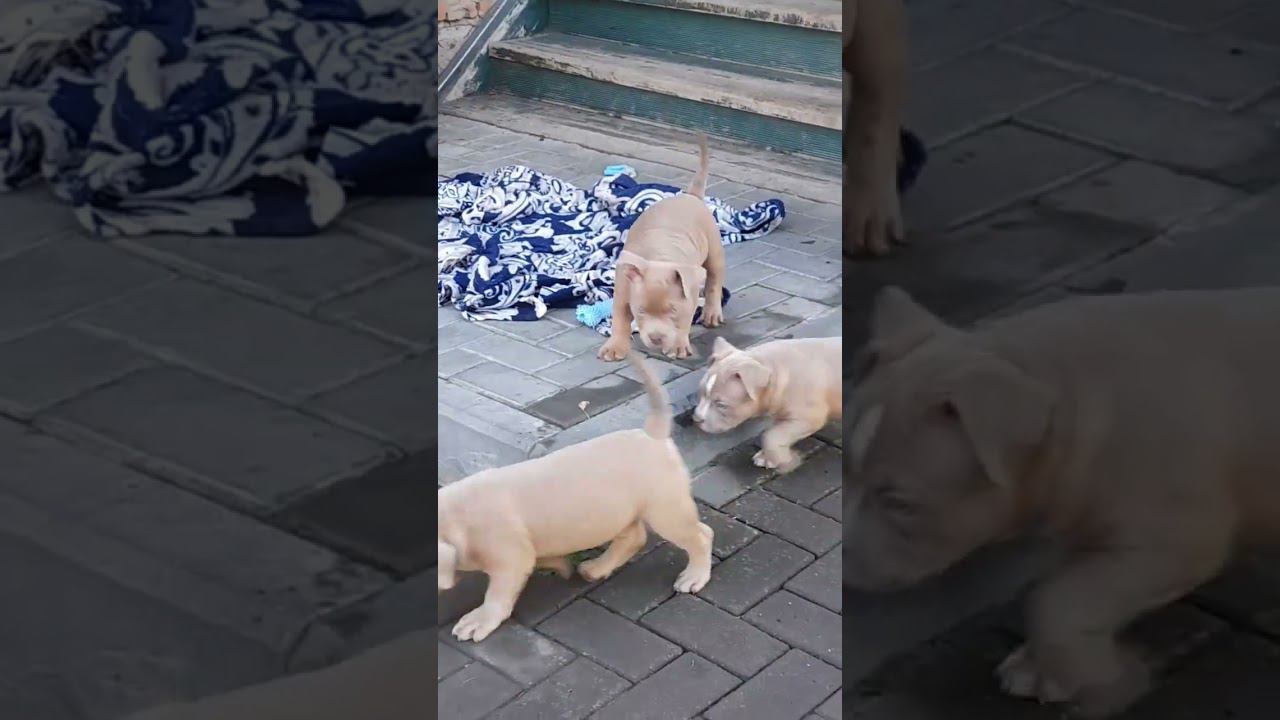 щенки американского булли и бигли. 8-927-277-24-37 питомник Стелла Фиделис #puppy, #собаки, #щенок, смотреть онлайн