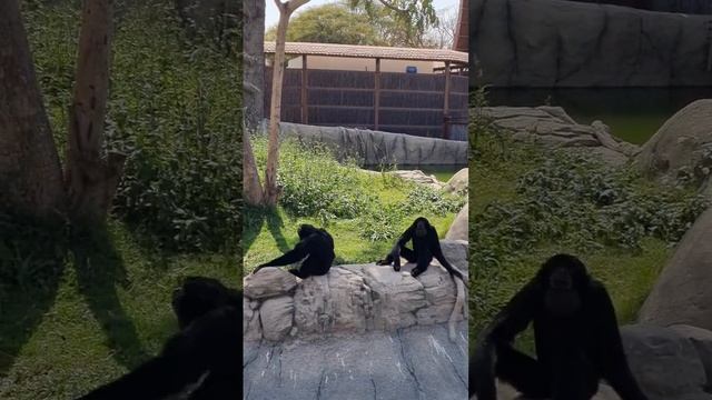 Как звучат голоса гиббонов, gibbons