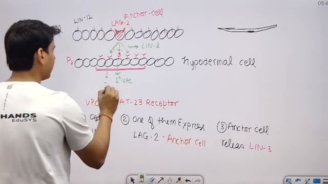 Developmental Biology Lecture-3 C.elegance/ Sea Urchin #fourhands #ParamSir смотреть онлайн