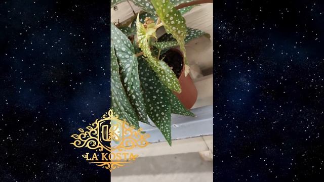 Бегония Рекс Кейн Хотспот смотреть онлайн