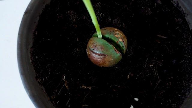 Zo ontkiem je een avocado pit смотреть онлайн