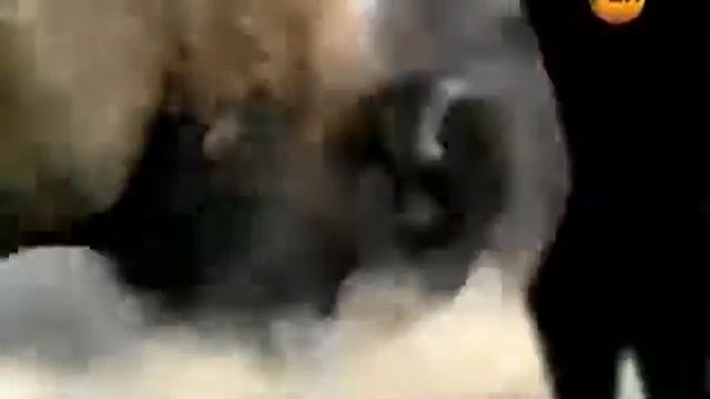 Тайны Магнитного Поля Земли. Магнитные Полюса И жизнь На Земле. смотреть онлайн