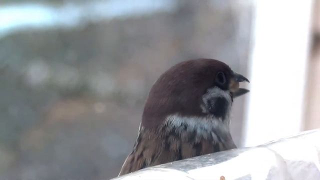 Кормушка для птиц из полторашки смотреть онлайн