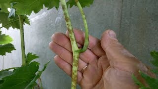 Обработка винограда перекисью водорода.Как работает перекись.Чем обработать виноград от болезней смотреть онлайн