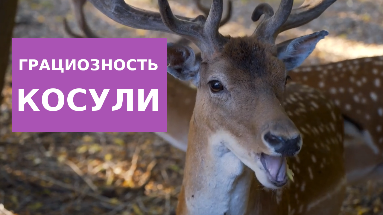 Олень косуля - дикий Бэмби смотреть онлайн
