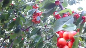 ХОЧЕШЬ БЫТЬ С ЧЕРЕШНЕЙ ДЕЛАЙ ТАК! / СУПЕР УРОЖАЙ ЧЕРЕШНИ / СЕКРЕТЫ ПОДКОРМКИ ЧЕРЕШНИ