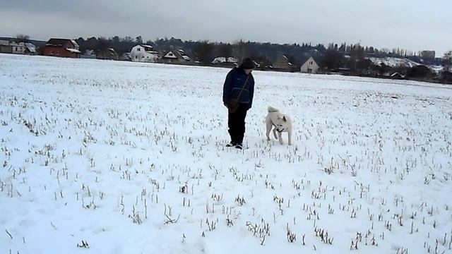 Моя американская акита (послушание)