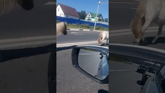 Пони бегают по дороге в Сыктывкаре смотреть онлайн