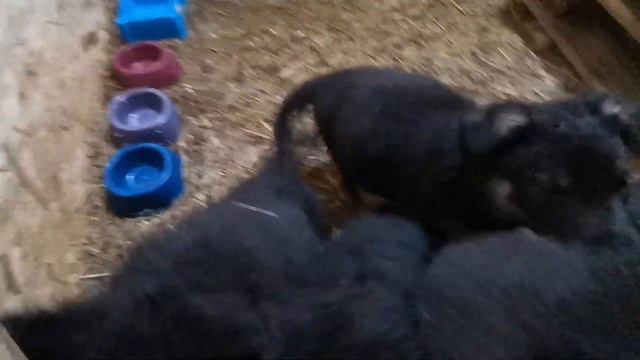 Щенки ВЕО. 37 дней щенкам. Документы СКОР. смотреть онлайн