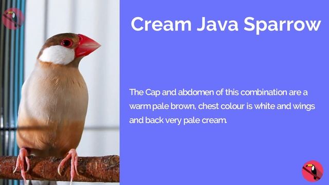 13 Colors Of Rare Java Sparrow || Mutations Of Java Sparrow || Rare Coloration Java Bird || смотреть онлайн