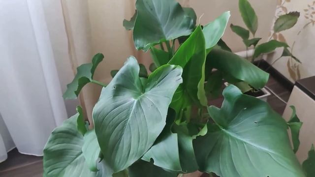 Каллы, которые росли на улице. Уход в зимний период. смотреть онлайн