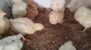 КОКЦИДИОЗ//У цыплят понос коричневого или белого цвета с кровью, голова опущена.