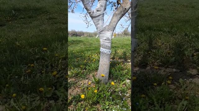 Ловчий пояс на дерево смотреть онлайн