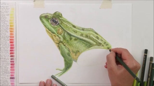 FROG - Colored Pencil Tutorial - How to Draw a Reailistic Frog/ Цветные карандаши - рисуем Лягушку смотреть онлайн