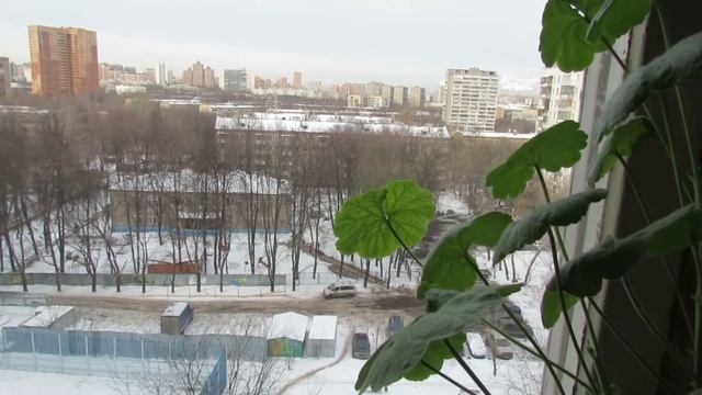 Животное подглядование смотреть онлайн
