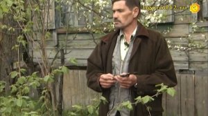 Фундук можно заставить плодоносить