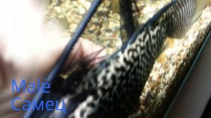 Определение пола цихлид. Determing your cichlids' gender.