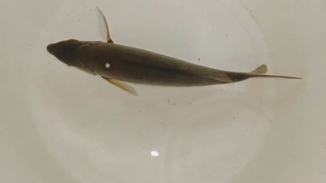 Морская рыбалка. Греция, Афины. Наживка морская креветка живая. Поймал рыбу. смотреть онлайн